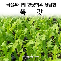 [모종심는아빠] 국물요리에 향긋하고 상큼한 쑥갓, 모종3포트