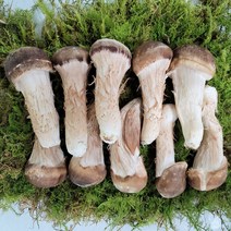 다울농장 국내산 참송이버섯, 1kg