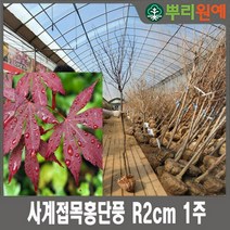 사계접목홍단풍 R2cm 1주 뿌리원예/단풍나무