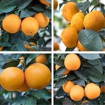 [꽃나무묘목] 3년생묘목 한라봉 레드향 오렌지 황금향 천혜향 레몬 낑깡(금귤), 3년생 레몬