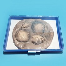 조개 화석 모형(보관케이스 포함)