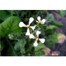 허브(Herb)/채소식물 루꼴라(로켓) 갈색플라스틱모종 4개 (L0306)