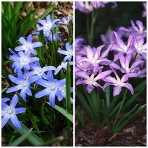 [구근] 월광화 치오노독사 2색 (5개세트), 바이올렛