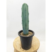 용신목 중품 높이15-25cm 굵기 3-4cm 학교수업 다육이키우기, 1개