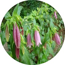 초롱꽃 섬초롱꽃 금강초롱꽃 야생화 포트화분, 금간초롱