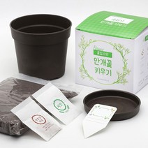 파라솔-꽃집사 안개꽃 키우기 _20229911EA, 쿠팡 본상품선택