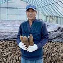 국내산 강원도 햇 생 야콘 5kg 10kg 못난이 (22년 햇야콘 11월28일 순차발송), 강원도 야콘 10kg 중품)