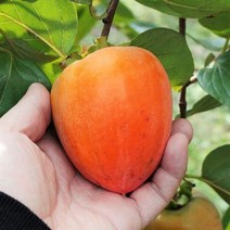 룰루네상점 대봉감 홍시 10kg 전라도 고당도 대봉시 영암 금정 홍시감, 대봉감 홍시 10kg 21~30과