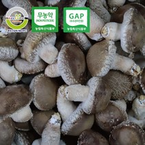 별이네 강원도평창 무농약 송화 송화고 고송 송고 쫄깃한 버섯선물 500g 1kg, 상품1kg