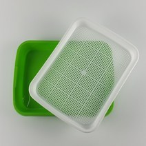 새싹키우기, 1개