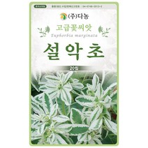풍접초 혼색 200립 - 야생화 고급 씨앗 꽃씨 씨 꽃씨앗 풍접초씨앗 풍접초씨 족두리꽃 클레오메 백화채 양각채, 08_다농_설악초(20립)
