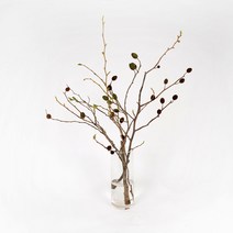 오리목 나무 인테리어 가지 직배송 화훼농가돕기 전국택배, 금요일 도착(수요일까지 주문)