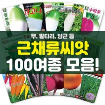 각종 근채류 씨앗 모음 무 비트 당근 양파 콜라비 채소 씨 종자, 84-차이나왕부추20g, 1개