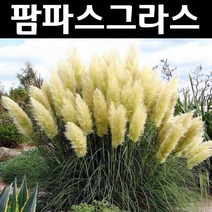 팜파스그라스/흰색 다년생 6치포트 1개/야생화