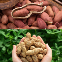 23년 예천 햇 피땅콩 껍질 까지않은 생땅콩 토종 국산 1kg 땅콩, 3kg