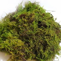 국내산 자연 천연생이끼 건조150g(털깃털이끼) 고급 화분장식 테라리움 풍란 석 목부작 분재 분경마감 원예용 정원조경, 1개