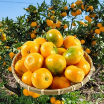 노지 감귤 극조생 제주 귤 밀감 노지귤 5Kg 10Kg, 10월4일부터 순차발송, 5Kg 중대과 (30개 내외)