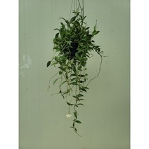 호야 라쿠노사 200