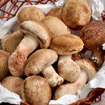 [푸르젠] [당일수확발송] 송고버섯(송화버섯) 고급 500g, 상세 설명 참조