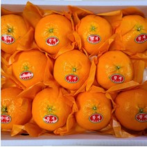 [주부의 선택] 제주 레드향 최고급 명절 선물세트, 선물용 3KG / 대과 / 12과수 내외