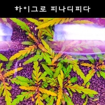 [수초아쿠아] 하이그로 피나디피다 초보수초 인기수초 구피 새우 은신처 음성수초 활착수초, 5촉