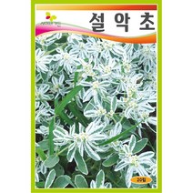 야생화씨앗 씨앗] 설악초 20립
