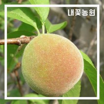 내꽃농원 개복숭아 R4cm
