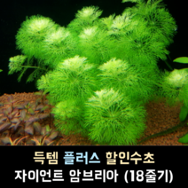 자이언트 암브리아 (18줄기)