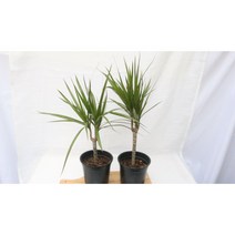 [골든플랜트] 드라세나마지나타그린 마지나타 공기정화식물