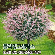 플라밍고셀렉스 삼색버드나무 2년생 묘목, 플라밍고셀릭스(170cm이상)특묘