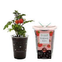 컵가든 방울토마토 키우기세트 식물 화분기르기, 단품