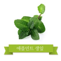 허브/애플민트/바질/레몬밤/허브식용허브생잎10종