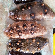 탱탱해삼 바다의인삼 자연산해삼 1kg, 1개