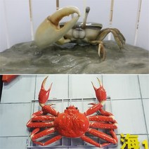 횟집 홍보 해산물 음식점 대형 대게 모형 꽃게 조각상 실외 옥외 간판 FRP 조형물 제작 업체 헤파이스토스웍스, 요청 디자인 가능