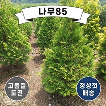 (나무85) 골든브라반트 4치 장포트