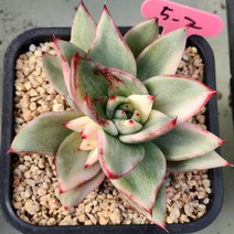 신년 (마리아금) 5-2, 1개