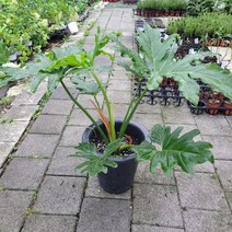 대형 호프셀렘 셀럼 대품 공기정화식물 5080219, 1개