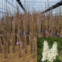 [모든원예조경] 신품종 라일락나무 묘목 (플로렌트스탭맨) 접목1년생 유럽 라일락묘목