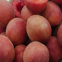 묘목/플럼코트 티파니/접목 1년/2주 KJ429