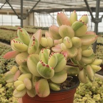 [신화다육농장] 곰발바닥귀여운 웅동자금