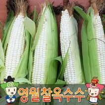 (인빌푸드)(예약)고소한 영월 찰옥수수(미백) 30개, 단품