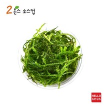 수초-윌로모스 소스1컵 포장-음성활착 어항 수중이끼, 없음