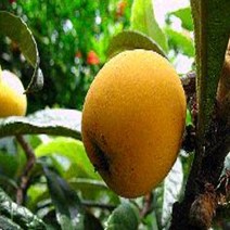 묘목 / 비파나무 실생2년 포트묘/5개 kk217