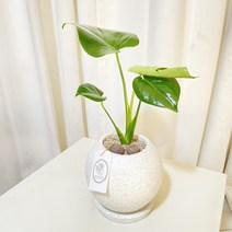 청년농부 테라조 몬스테라 완제품 몬스테리아 공기정화식물 음이온식물 실내식물 키우기쉬운식물