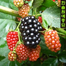 슈퍼블랙베리 조직배양묘(가시없는 복분자), 슈퍼블랙베리V11 뿌리묘(1개)
