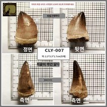 화석 치화석 메갈로돈 암모나이트 상어뼈 상어이빨, 라지 창룽야-007 야크박스