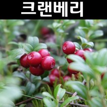 크랜베리 삽목2년 포트 5개/나무 묘목/과실수/유실수