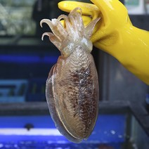 제철 활 갑오징어 생물 냉동, 1개, 활 갑오징어 1kg (2-10미) 횟감