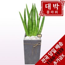 대박플라워 스투키 개업화분 집들이 인테리어 공기정화식물 관엽식물 꽃배달, 1개