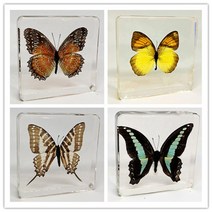나비표본/나비박제 과학시간 과제/교육용 7.5cm, 붉은 톱 님프